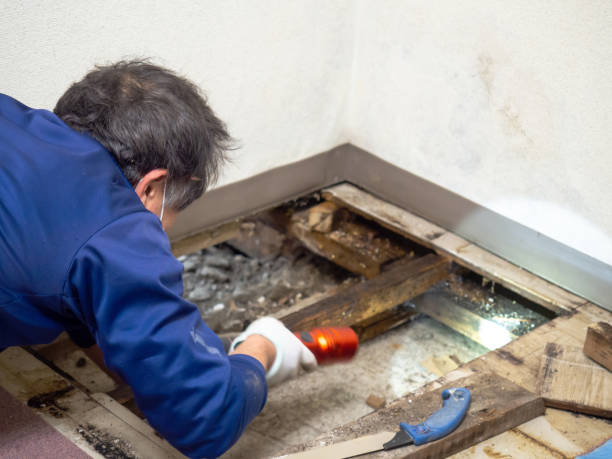 Best Mold Damage Restoration  in Mountain View, AR